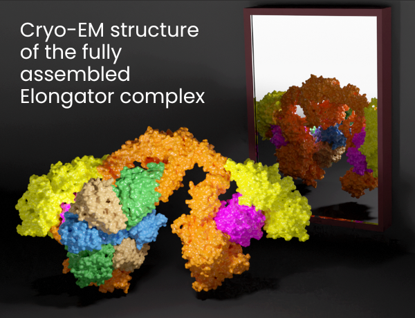 The complete structure of the Elongator complex