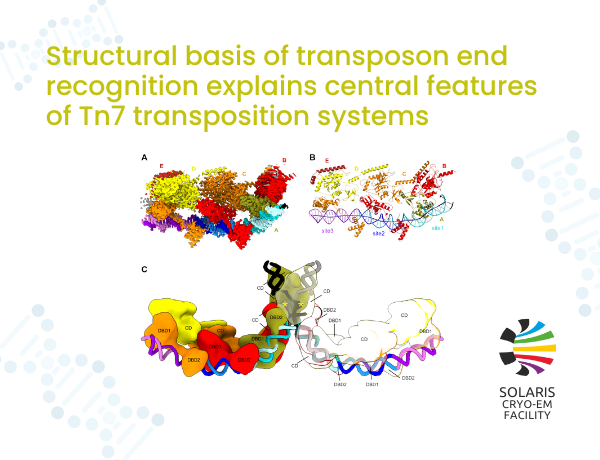 Strukturalne podstawy rozpoznawania końca transpozonu wyjaśniają centralne cechy systemów transpozycyjnych Tn7