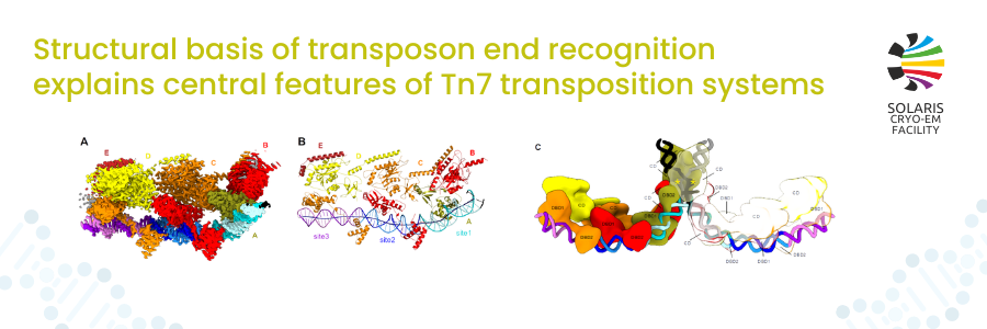 Structural basis of transposon end recognition explains central features of Tn7 transposition systems
