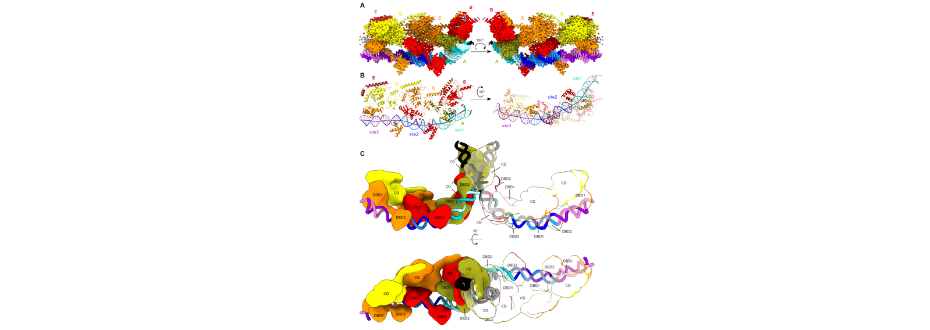 struktura kompleksu TnsB-DNA