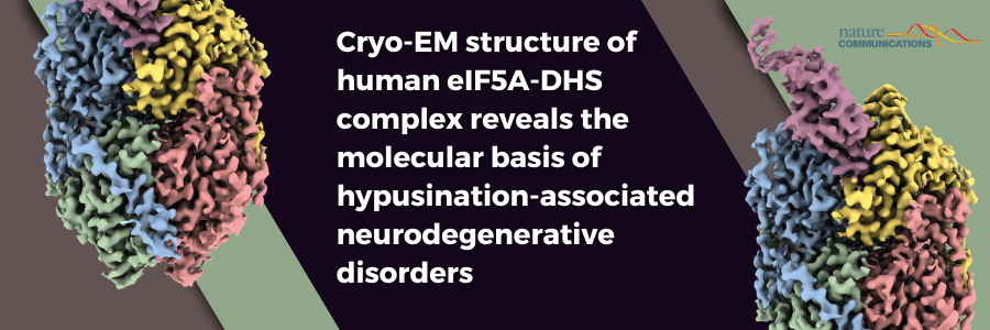 Molecular Details of eIF5A Hypusination and Clinical Relevance of DHS Mutations