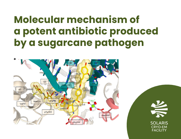 Molecular mechanism of a potent antibiotic produced by a sugarcane pathogen