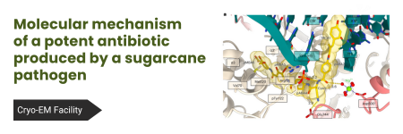 Mechanizm molekularnego działania antybiotyku wytwarzanego przez patogen trzciny cukrowej