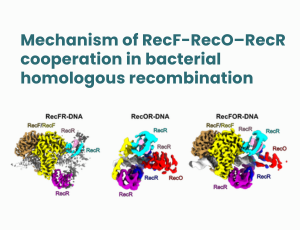 Mechanizm działania kluczowego kompleksu białkowego w bakteryjnej rekombinacji homologicznej