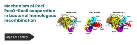 Mechanizm działania kluczowego kompleksu białkowego w bakteryjnej rekombinacji homologicznej