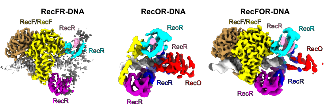Rysunek 1. Rekonstrukcje kompleksu RecFOR-DNA oraz subkompleksów RecFR-DNA i RecOR-DNA wykonane przy użyciu kriomikroskopii elektronowej.