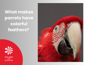 What makes parrots have colorful feathers?
