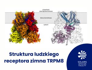Badania nad strukturą ludzkiego receptora zimna TRPM8