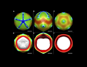 SOLARIS receives funds for the latest generation of electron cryomicroscopy