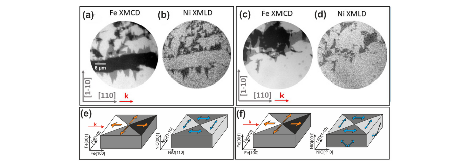 Rysunek 2. (a) i (c) Obrazy XMCD-PEEM zebrane na krawędzi L3 Fe odpowiednio dla Fe/NiO/MgO(10 Å)/Cr i Fe/NiO/ MgO(200 Å)/Cr. (b) i (d) Obrazy XMLD-PEEM zebrane z polaryzacją wiązki wzbudzającej zorientowaną w płaszczyźnie próbki, odpowiednio dla Fe/NiO/MgO(10 Å)/Cr oraz Fe/NiO/MgO(200 Å)/Cr (e) i (f) ilustracja schematycznie obrazująca strukturę domenową w Fe i NiO, odpowiednio dla Fe/NiO/MgO(10 Å)/Cr i Fe/NiO/MgO(200 Å)/Cr. (Źródło: Sci. Rep. 13, 4824 (2023))