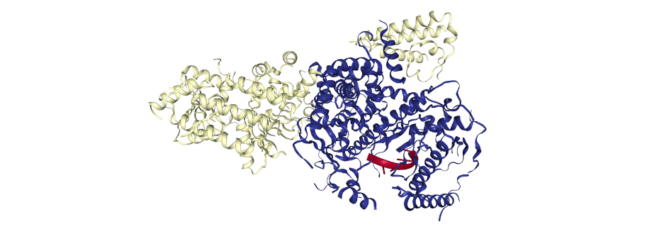 yeast mitochondrial RNA degradosome complex mtEXO