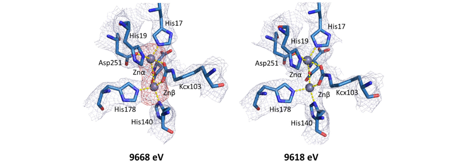 active site regions of YpDHO