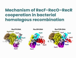 Press release-Cryo-EM-Nowotny-rekombinacja homologiczna 300x230